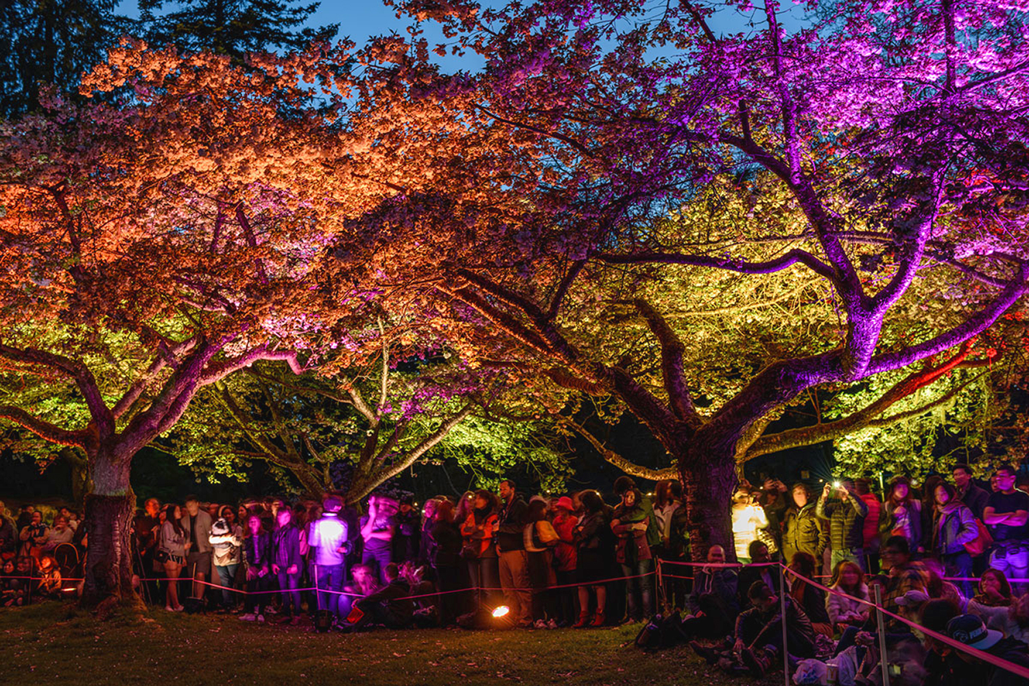 Vancouver Cherry Blossom Festival illuminates with light, music, and