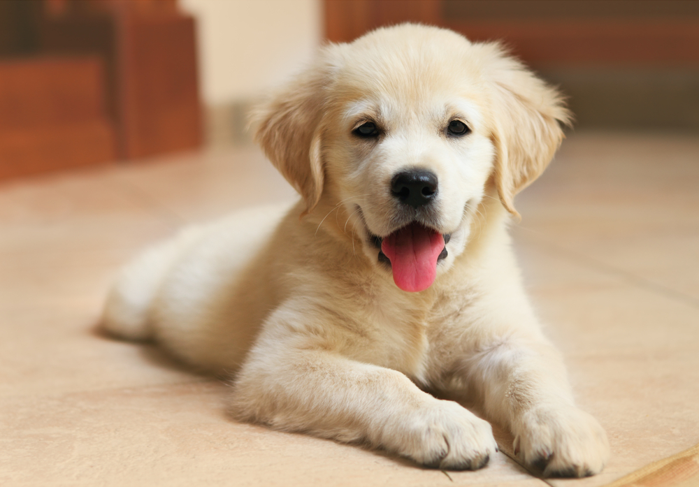 Puppy love: information on raising a dog in Vancouver ...