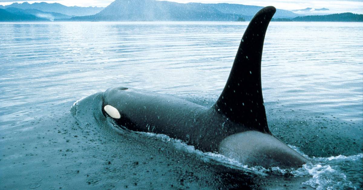 Marine mammals return to Strait of Georgia | Georgia Straight Vancouver's  News & Entertainment Weekly