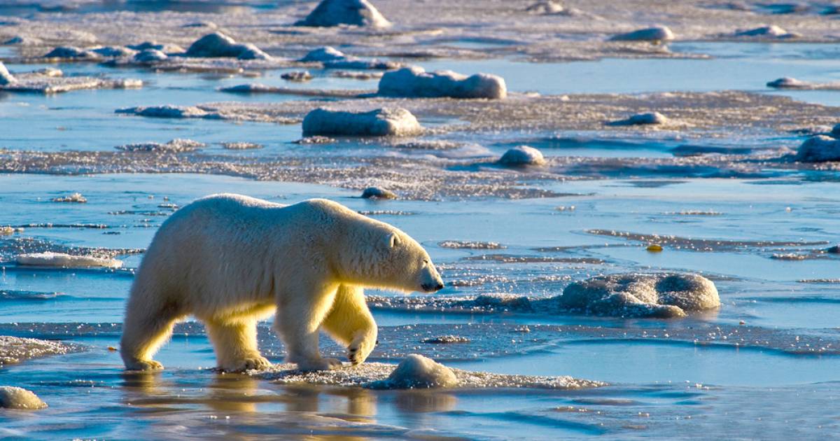 Polar bear watching without fear at remote Manitoba lodge | Georgia  Straight Vancouver&#39;s News &amp; Entertainment Weekly