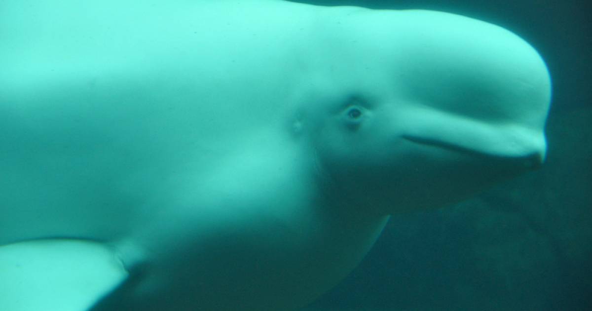 Vancouver Aquarium beluga on 'breeding loan' to Florida SeaWorld