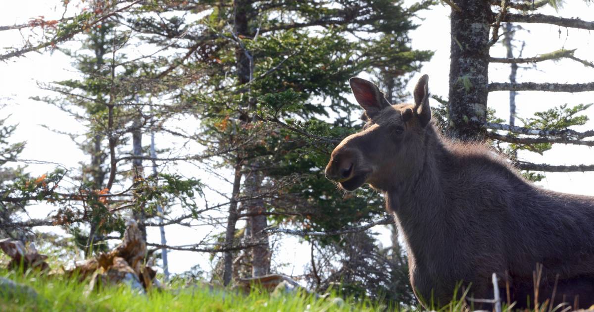 Give The T Of Moose Sex With A Nature Conservancy Of Canada Donation Georgia Straight