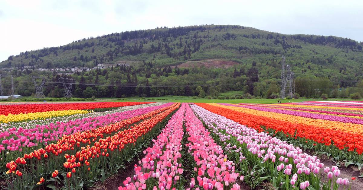 Photos First annual Abbotsford Tulip Festival features 10 acres of