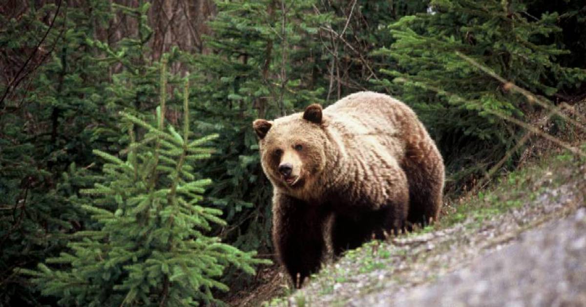 Животное тайги бурый медведь. Бурый медведь в тайге. Бурый медведь в тайге России. Бурый медведь Таганай. Тайгу Гризли.