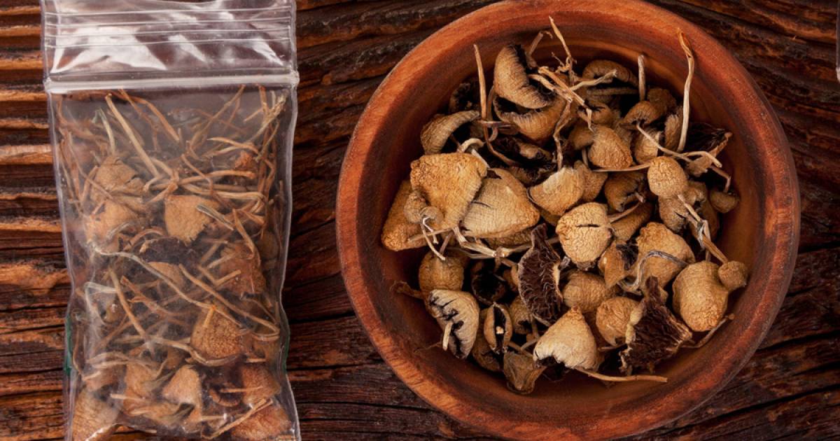 Can you cook magic mushrooms? - Georgia Straight Vancouver's News & Entertainment Weekly