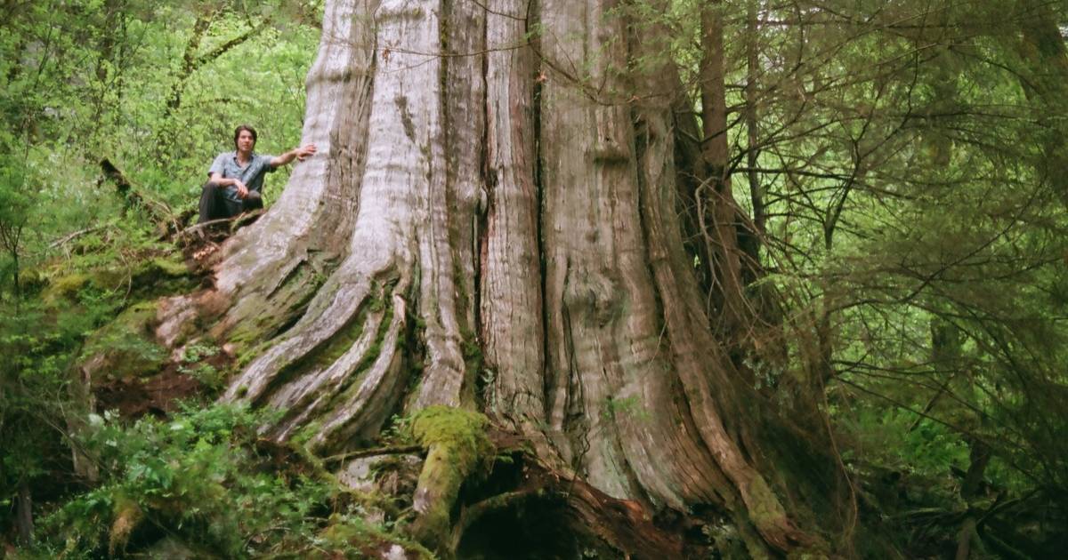 Monster tree discovered in North Vancouver's Lynn Canyon