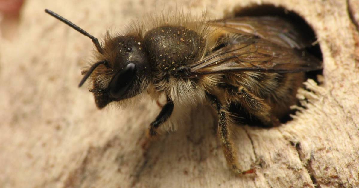 Photo of Pequeños zumbadores dan poder al mundo: es hora de entrenar abejas salvajes
