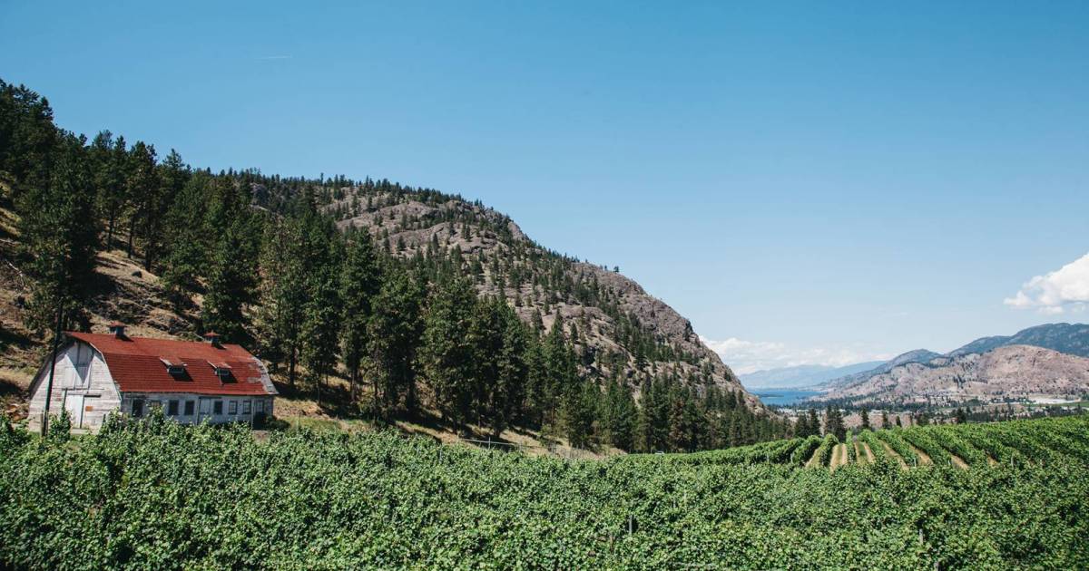 Okanagan wineries are taking steps to prepare for severe climate-change cold snaps