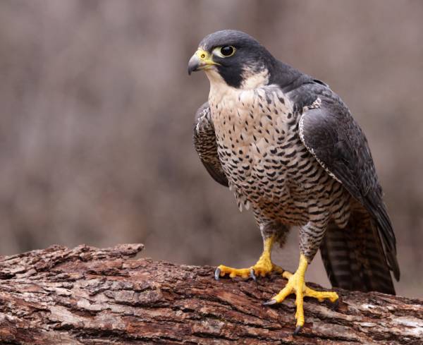 Meet Vancouver's city bird for 2016: Peregrine falcon | Georgia Straight  Vancouver's News & Entertainment Weekly