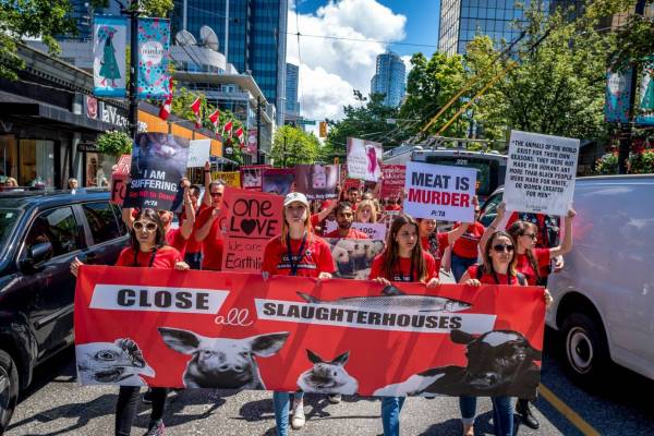 Pro-vegan animal-rights activists march through Downtown Vancouver to call  for closure of slaughterhouses | Georgia Straight Vancouver's News &  Entertainment Weekly