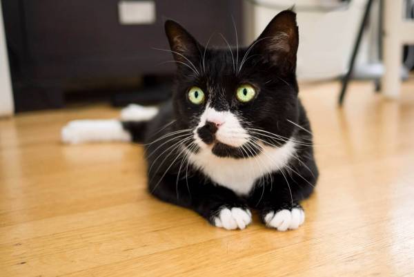 Fancy Felines Seven Year Old Black And White Cat Available For Adoption Georgia Straight Vancouver S News Entertainment Weekly