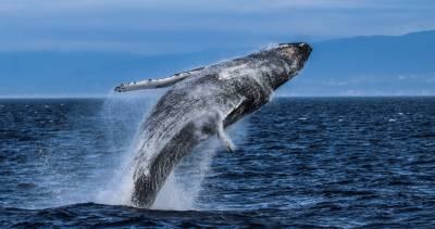 Prince of Whales offers an immersive view of a season in motion
