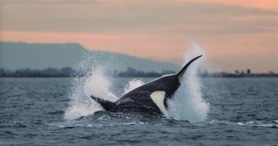 Discover Victoria beyond the Inner Harbour
