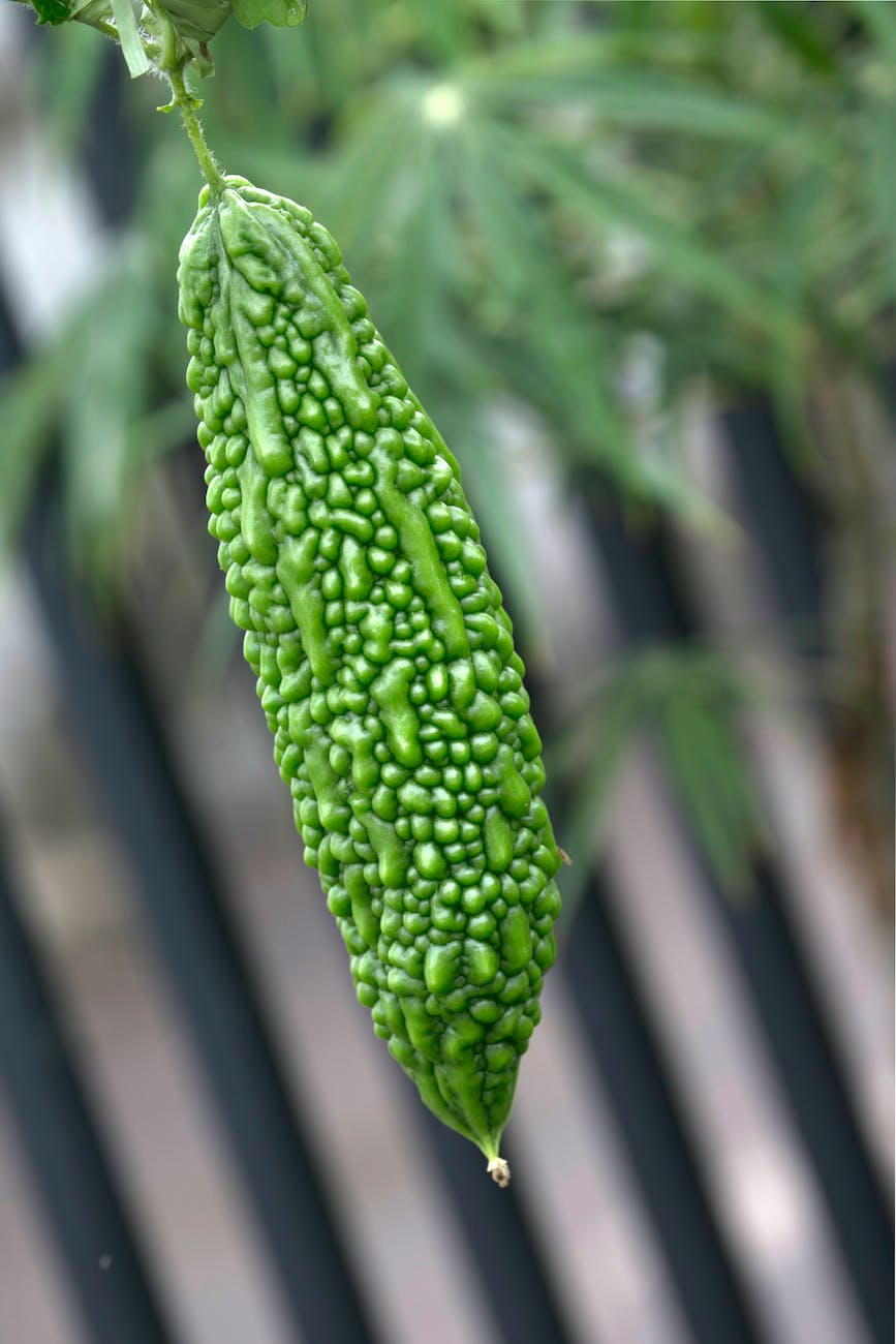 Best Bitter Melon Supplement
